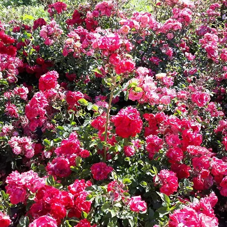 Farm stay Angolo Di Paradiso